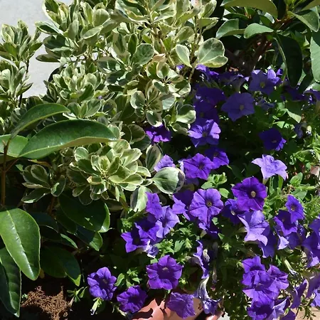 La Casa Bianca Di 3* Porto Conte